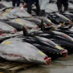 Tuna Titans: How Japan and South Korea Dominate the Global Market - preview image