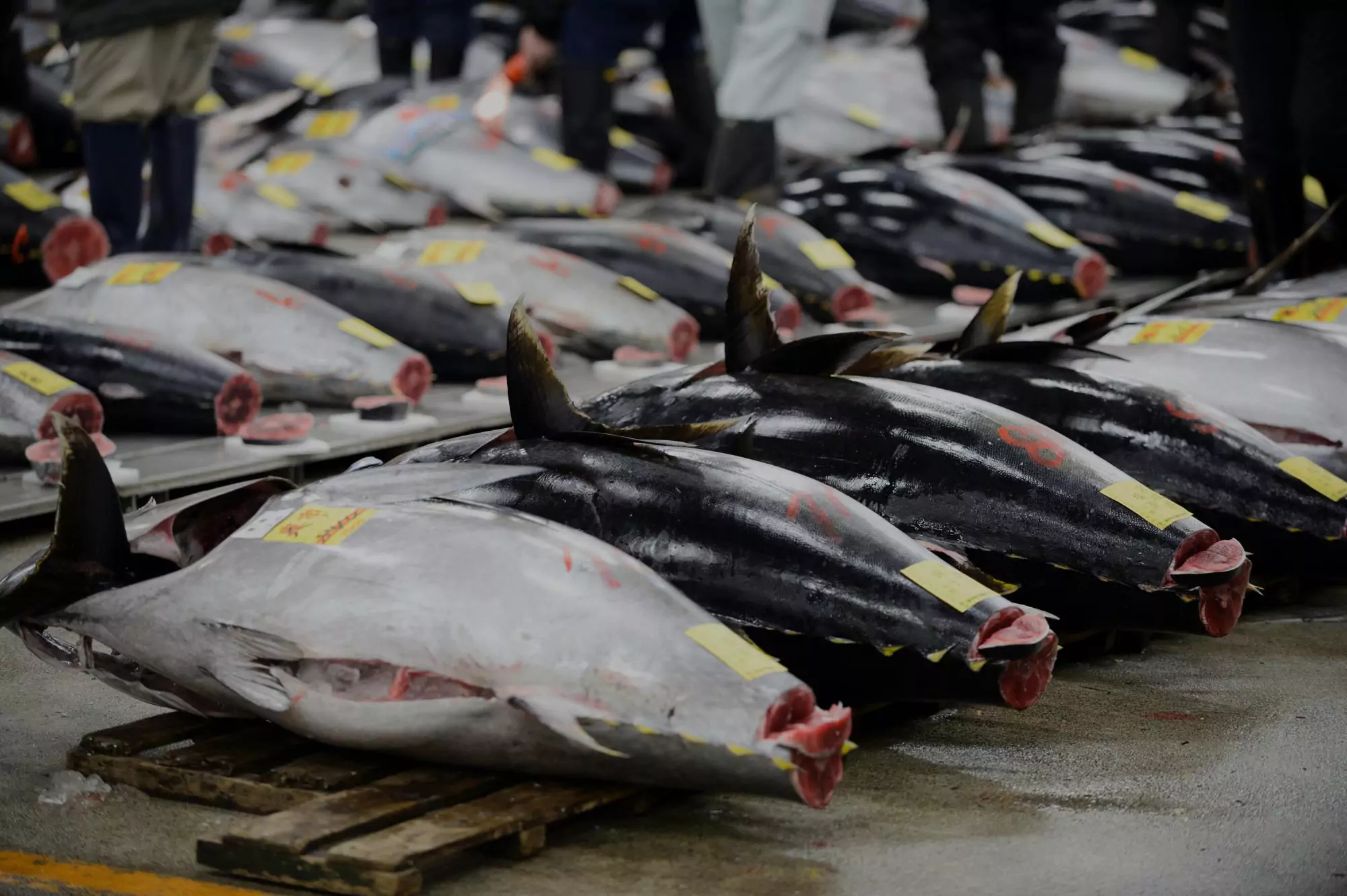 Tuna Titans: How Japan and South Korea Dominate the Global Market